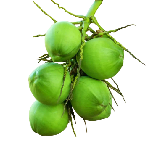 Green Coconut - Husk Type: Whole