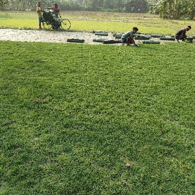घास के मैदान