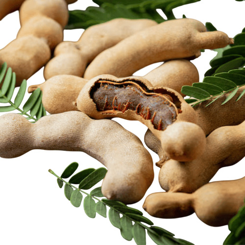 Fresh Tamarind