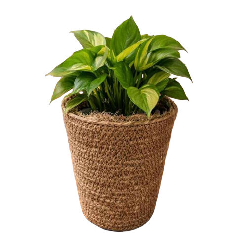 Eco Friendly Small Jute Planter - Color: Multi Color
