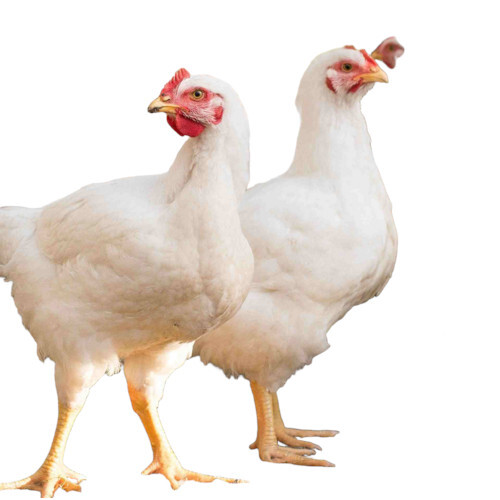 Dressed Chicken - Whole Pale Pink | Live Broiler, 15 Days Shelf Life, Air-Tight Packaged