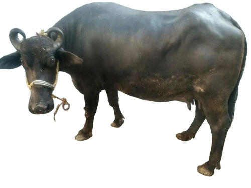 Buffalo By Mahalakshmi Dairy Farm