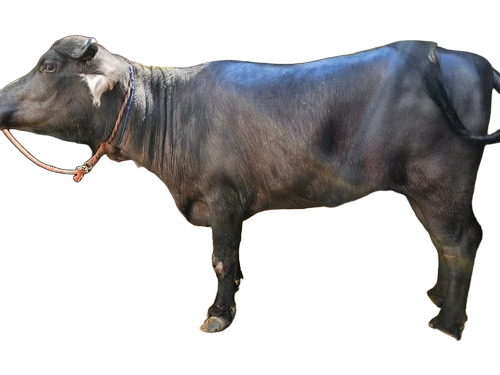 Murrah Buffalo - Large Black Thick Skin, Long Lifespan | High Milk Yield, Strong Working Power, Easy Management