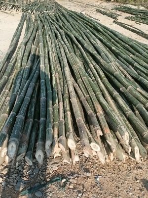 Deluxe Bamboo Poles - Color: Green