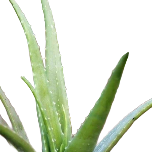 Green Aloevera Leaf - Application: Herbal Medicines