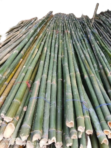 Green Bamboo 