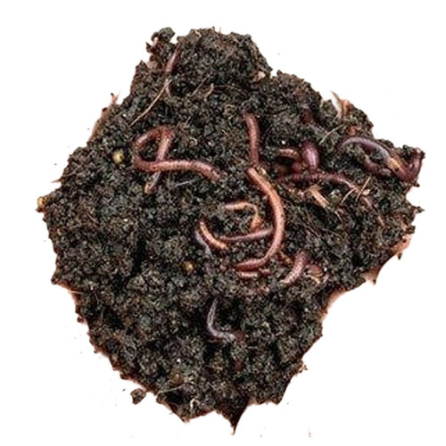 Organic Fertilizer Vermicompost - Color: Black