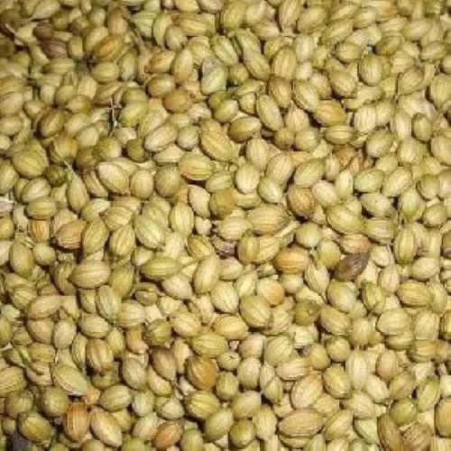 Coriander Seeds - Color: Light Brown