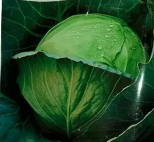 Cabbage Seed