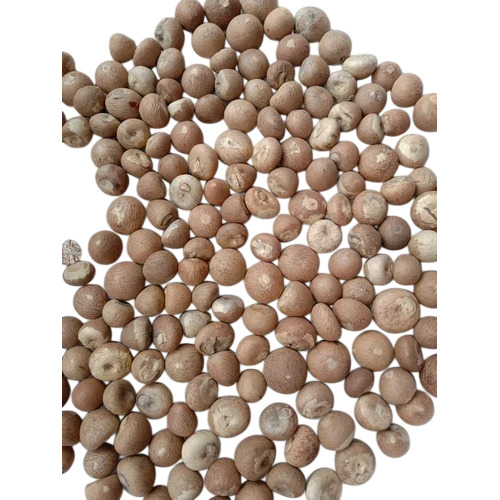 White Betel Nut NN969