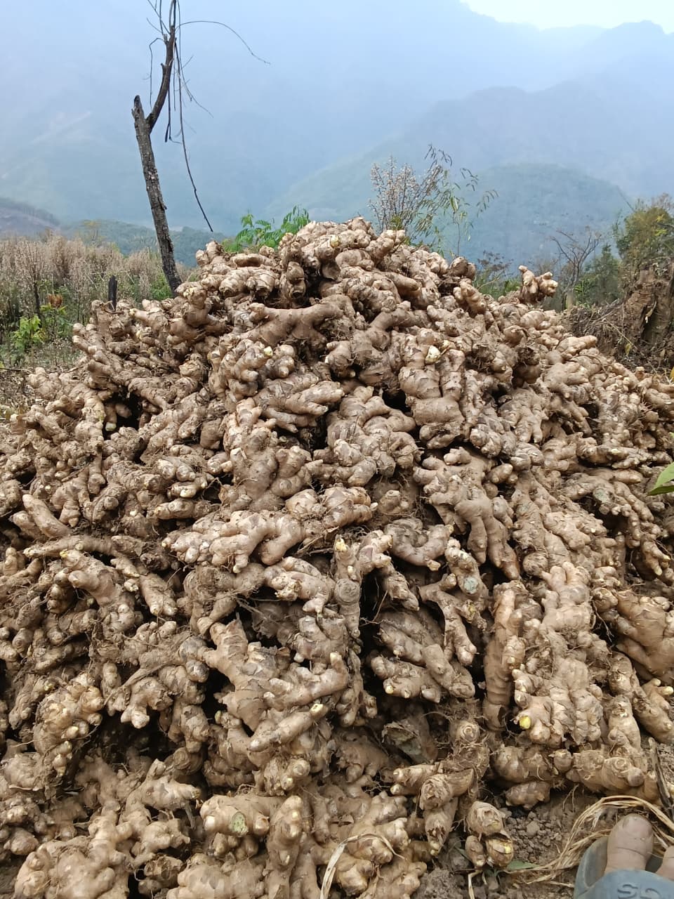 ताजा अदरक