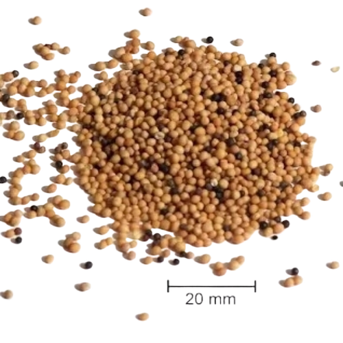 Mustard Seed