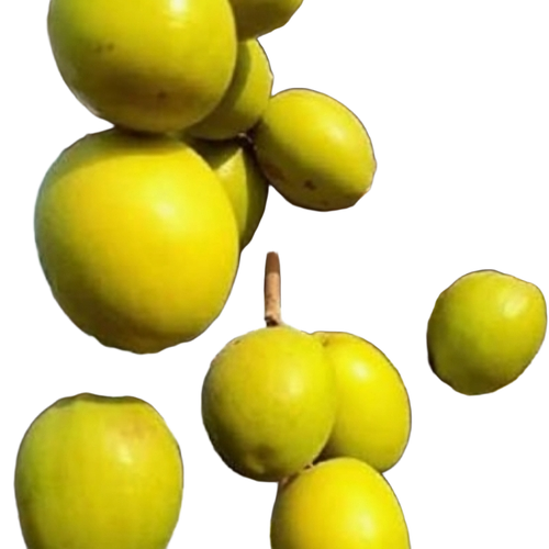 Green Apple