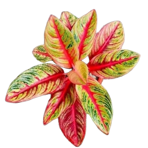 Indoor Plants