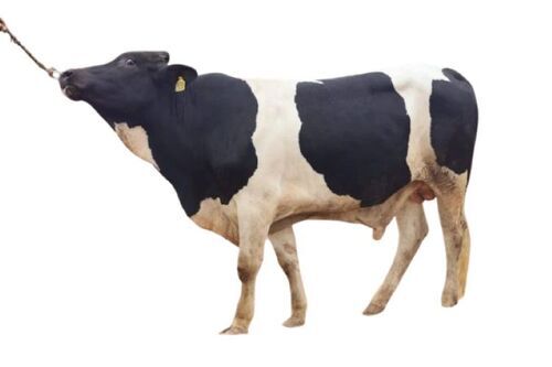 American Cow