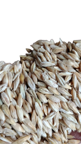 Dried Barley Jau