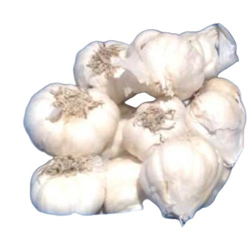 White Row Garlic