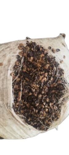 Cashew Nut Shell For Oil Extraction - Purity: 100 Percent