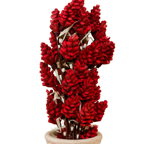 Tecksoi Red Lattu Pine Sola Flower Sticks - Size: 24 Inch
