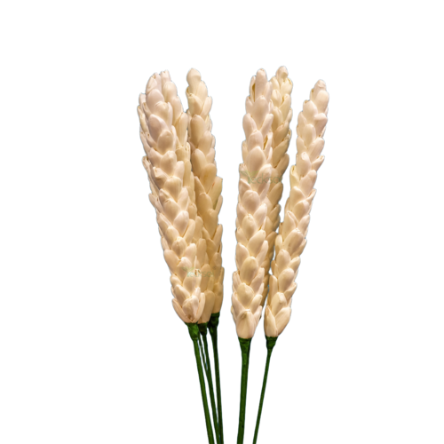 Tecksoi Sola Rajanigandha Flower Sticks - Color: White