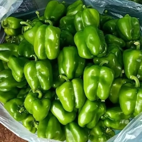 A Grade Fresh Capsicum - Cultivation Type: Common