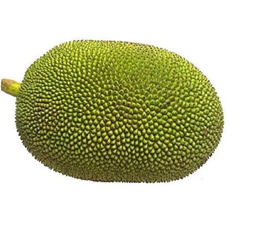 Green Jackfruit - Cultivation Type: Organic