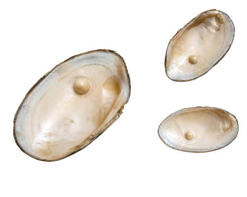 Fresh Water Half Cut Pearl - Color: White