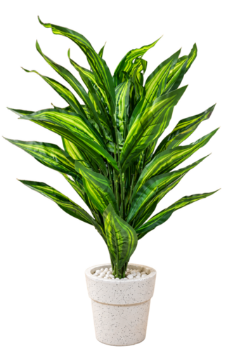 6-Inch Mini Jaguar Pot with Small Patta Tree