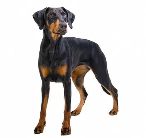 Doberman Dog