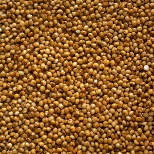 Foxtail Millet