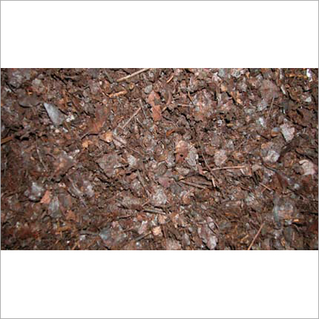 प्लांट ब्राउन रॉटेन ओक लीव्स