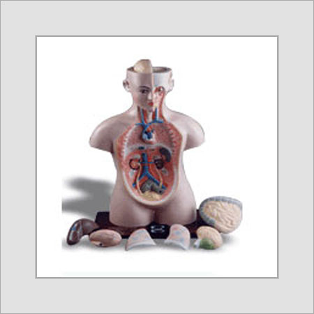 Human Anatomical Models