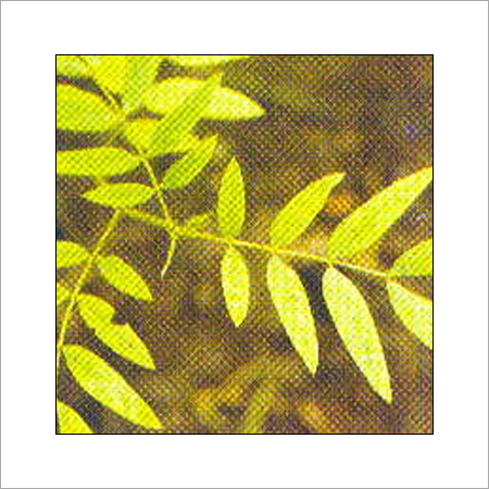 तेज पत्ता अन्गुस्तिफोलिया (सेना)