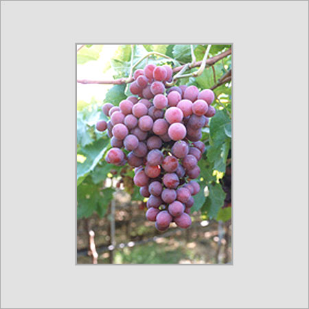 Flame Seedless Grapes