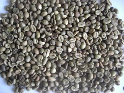 Coffee Bean (Robusta)