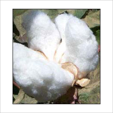 शुद्ध सफेद कच्चा कपास