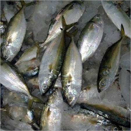  भारतीय मैकेरल मछली 