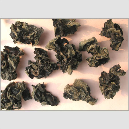 खाद्य कवक