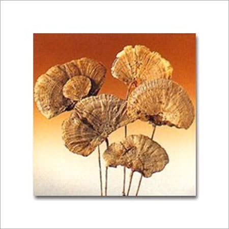 सूखा फूल