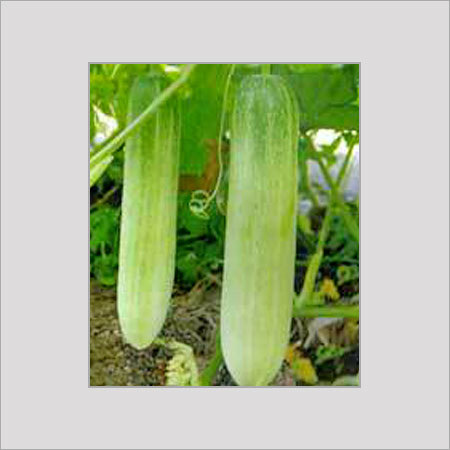 खीरे के बीज