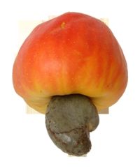 cashew shell