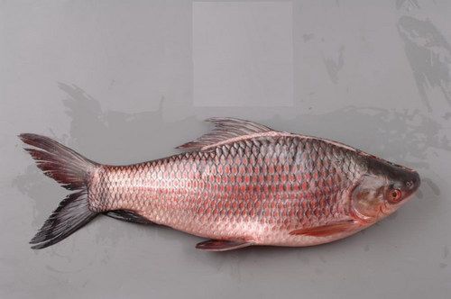 Rohu Fish