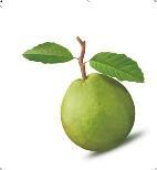 Fresh Guava