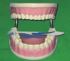 Tooth Care Education Model Good Quality