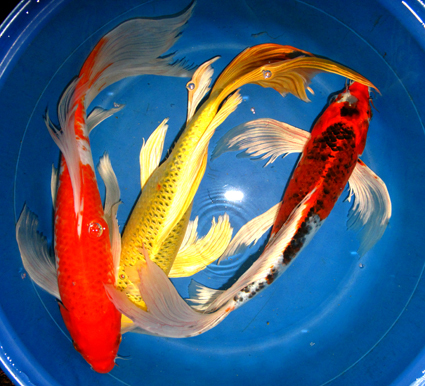 Tropical Koi Fish