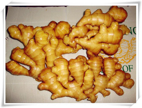 Fresh Ginger - Fresh and Air Dried, Clean and Big Body with Thin Skin and Bright Color, Available in Multiple Sizes