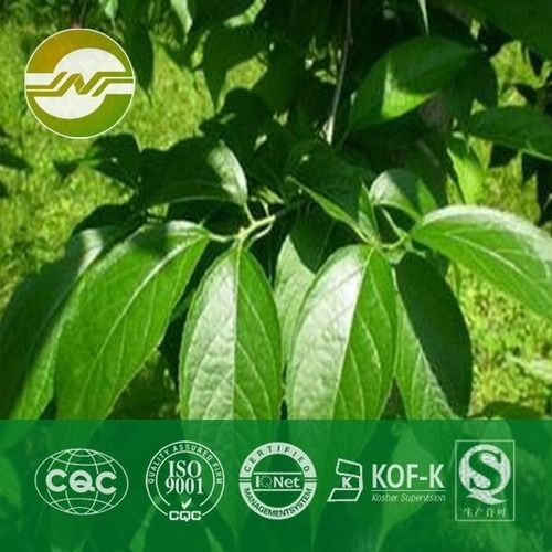 Eucommia Leaf Extracts 