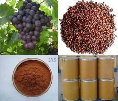 Grape Seed Extract Powder