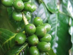 Coffee Bean Extract