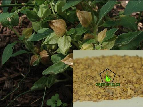Ashwagandha Medicinal Seeds (withania somnifera)